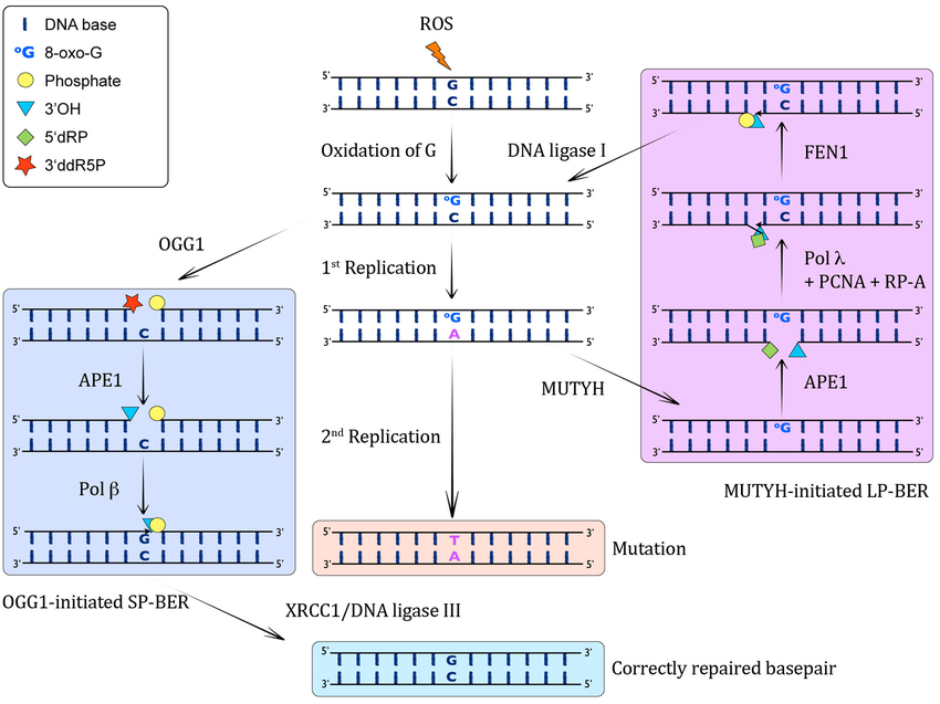 <p>OGG1 - removes O opposite C</p><p>MUTYH: removes A opposite O </p><p></p><p>MUTYH mutation: responsble for MUTYH assoicated polypopsis- which has high incidence of colon cancer</p><p></p><p>Result in G to T transversions eg. in APC gene - commonly mutated in cancer</p>