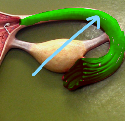 <p>Fallopian tube</p>