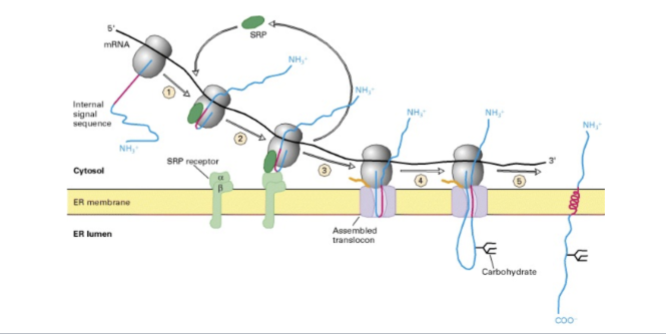 <ul><li><p>Internal start-transfer</p></li><li><p><strong>Not</strong> cleaved</p></li><li><p>Result:</p><ul><li><p>N in cytosol</p></li><li><p>C in lumen</p></li><li><p>transmembrane domain embedded</p></li></ul></li></ul><p></p>