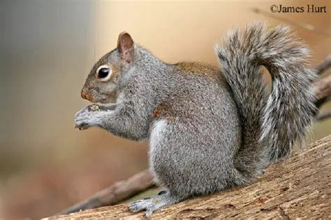 <p>Eastern gray squirrel</p>