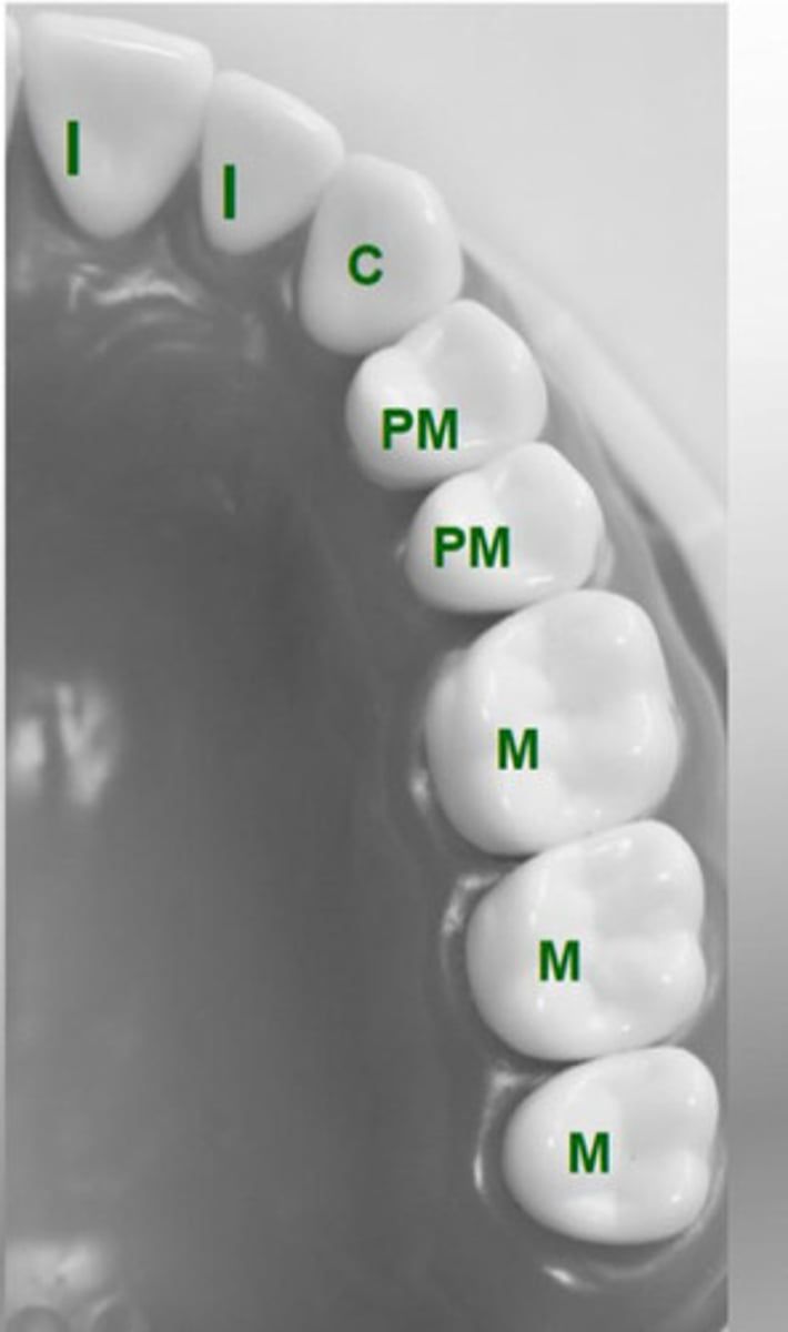 <p>1st molar</p>
