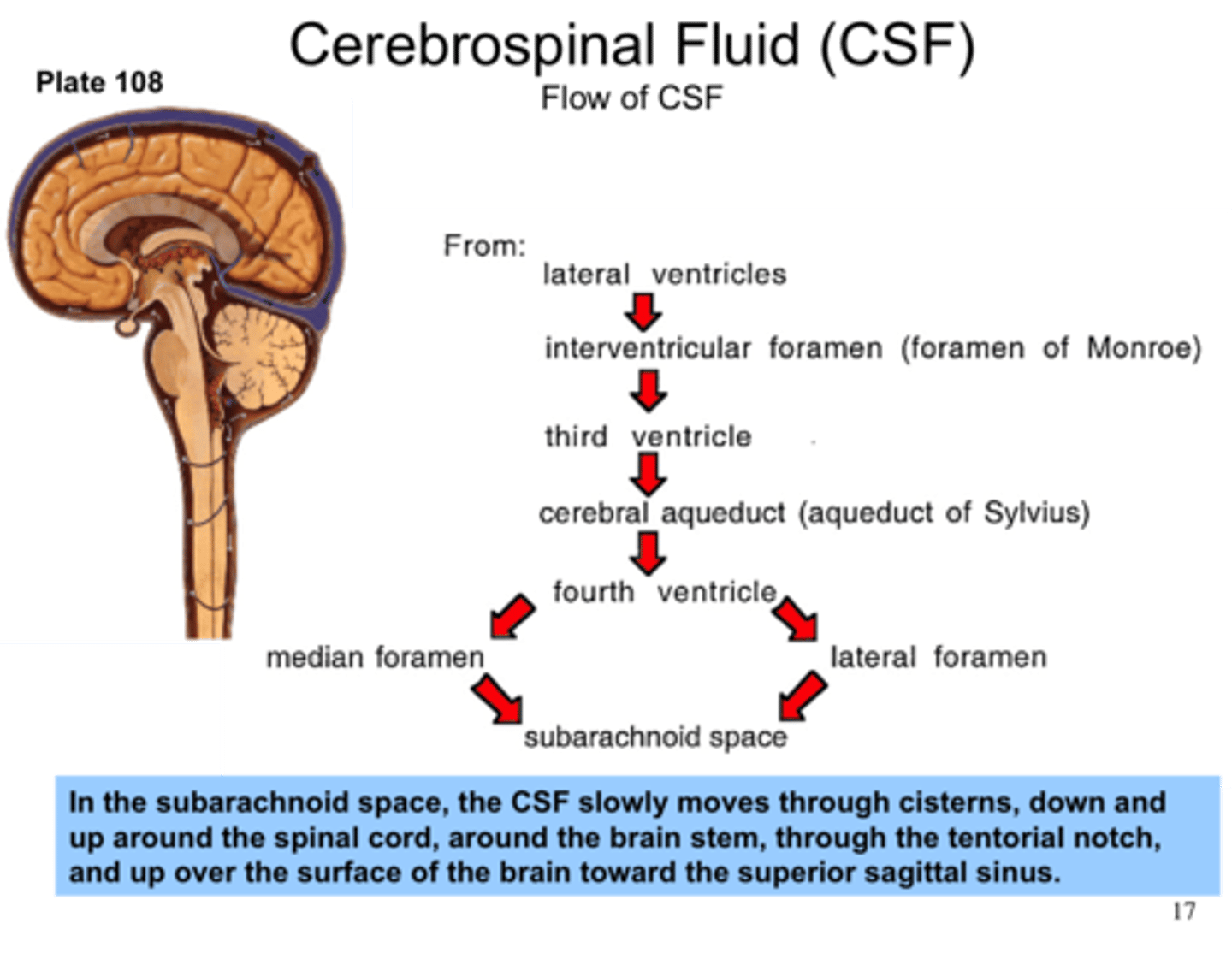 <p>KNOW THIS SPECIFIC ORDER: Choroid Plexus, Lateral Ventricles, Inter-ventricular foramen, 3rd ventricle, cerebral aqueduct, 4th ventricle, apertures (3), subarachnoid space, central canal, arachnoid villi/ granulations, superior sagittal sinus</p>