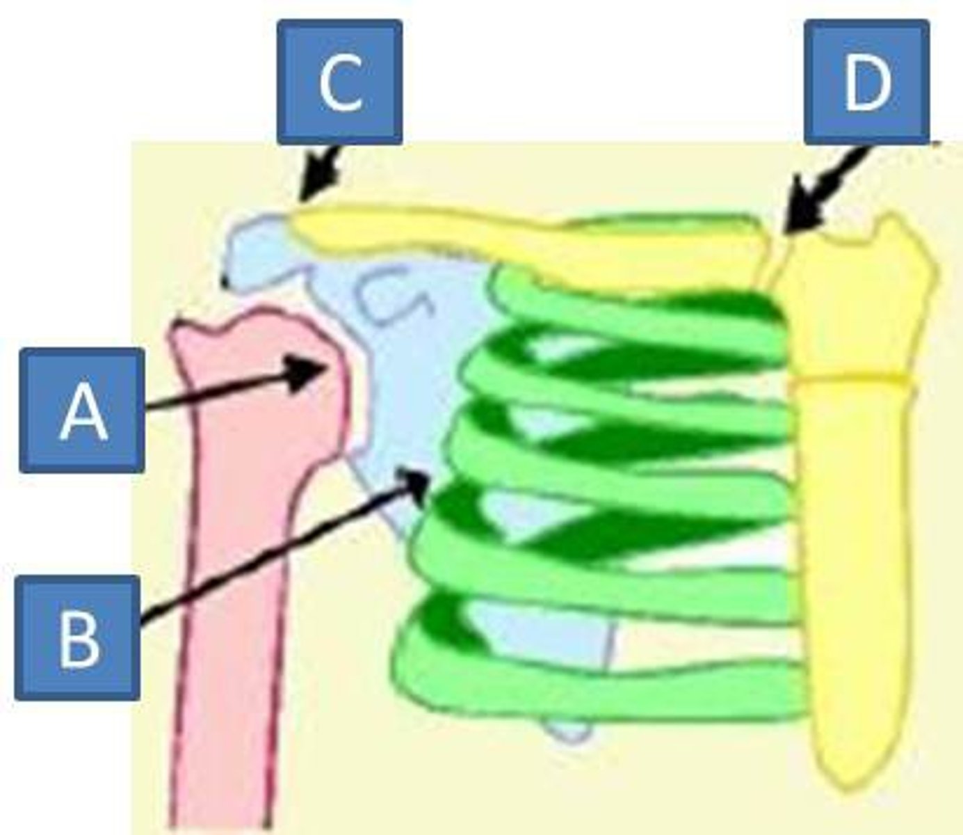 <p>A</p>