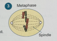 <p>some spindle fibers attach to and organize the chromosomes to line up on the equator of the cell. some spindle fibers span the cell</p>