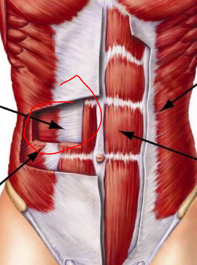 <p>PA -compresses abdominal content -important for forceful expiration, coughing</p><p>Fibers run side to side -</p>