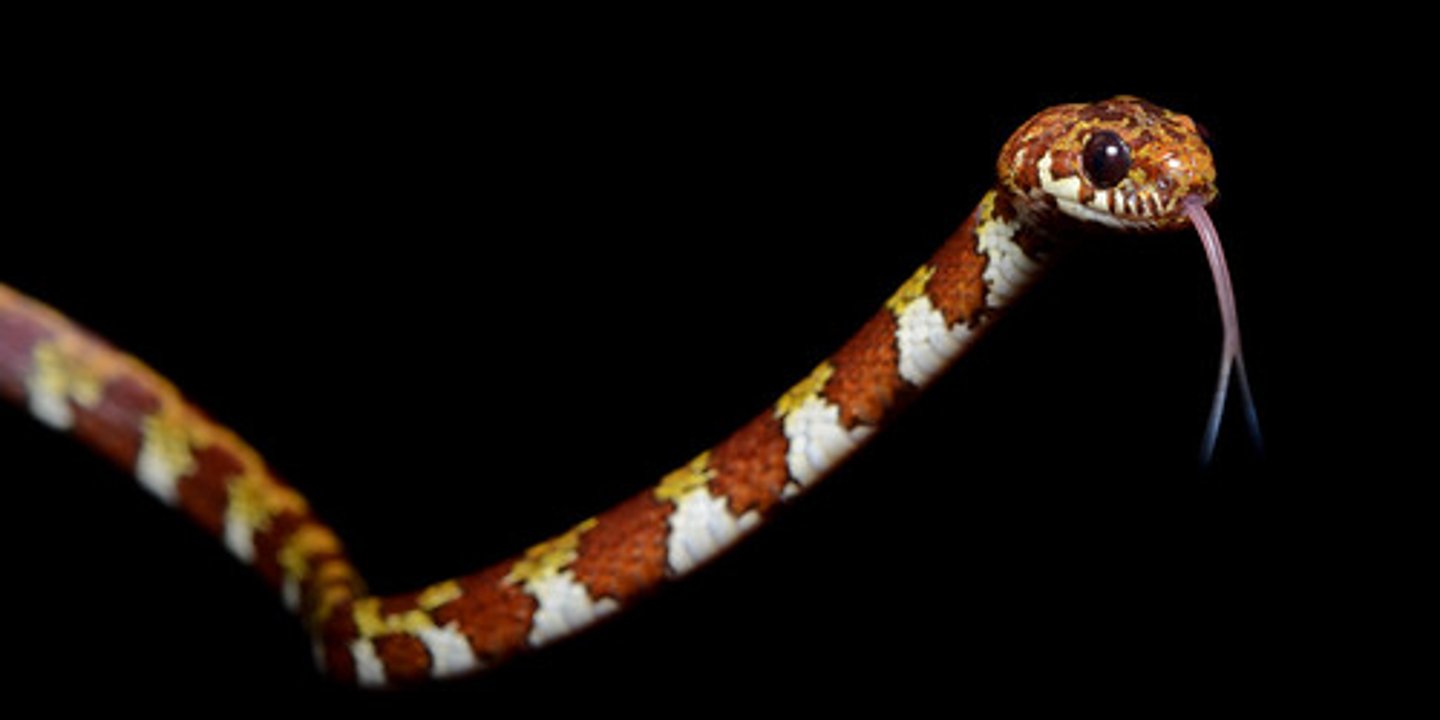 <p>a snake</p>