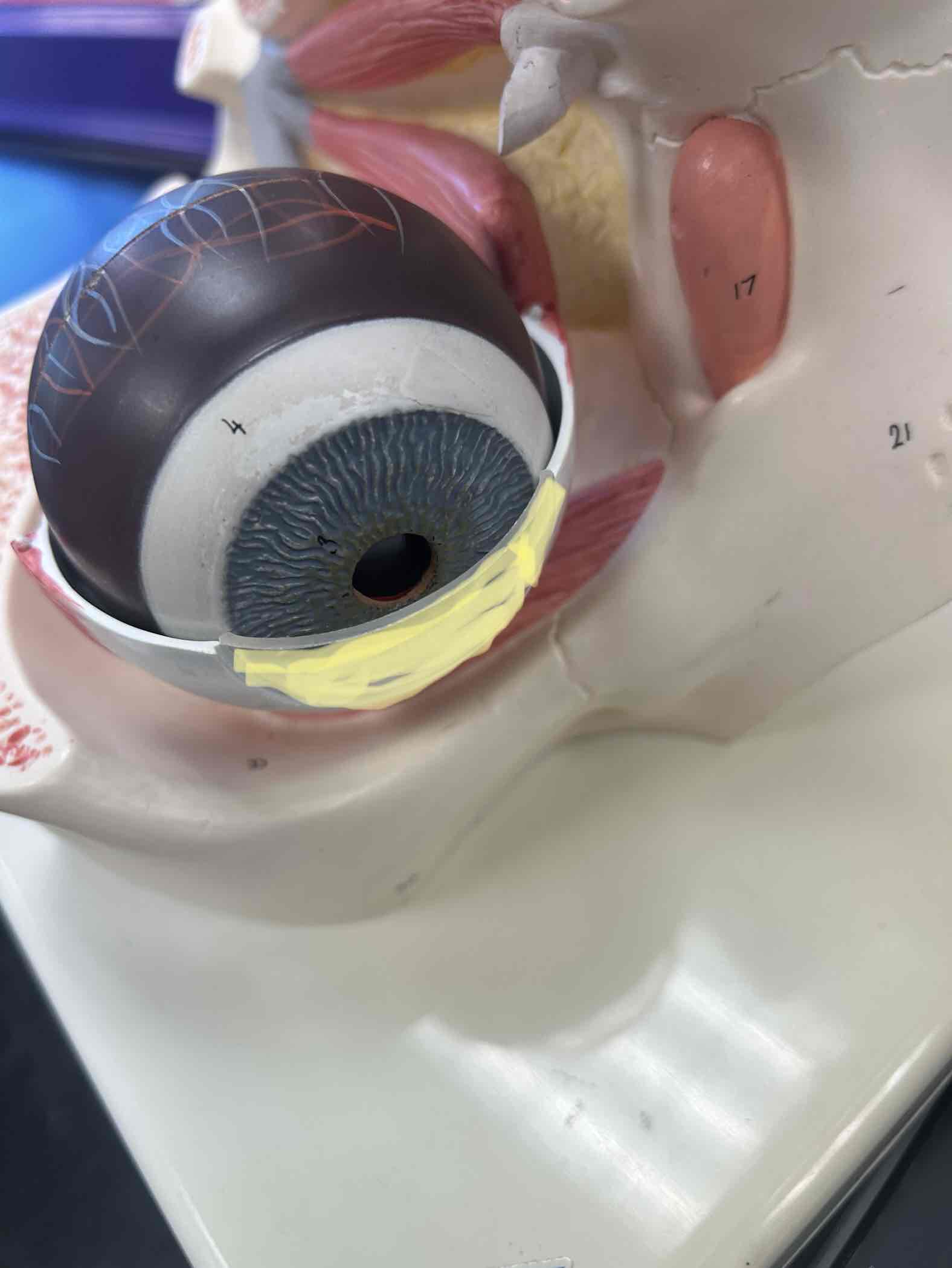 <p>Clear thing that covers the pupil</p>