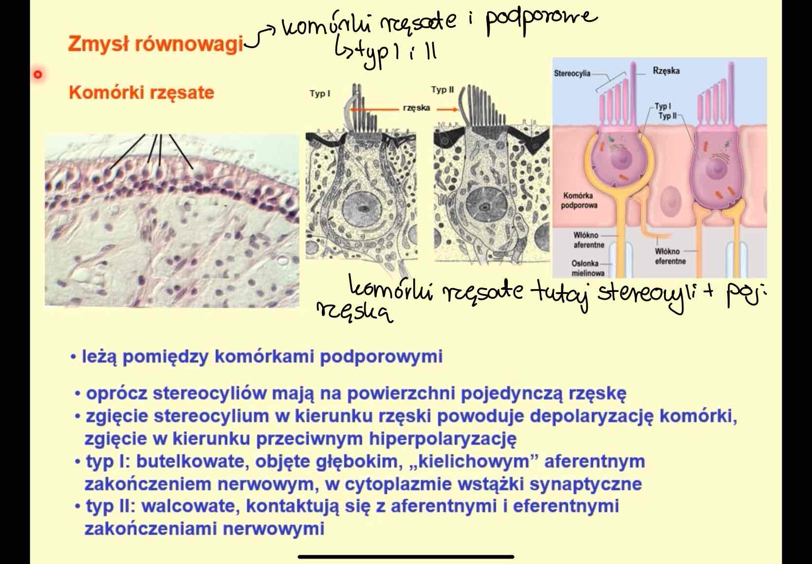 <p>pojedynczą rzęskę</p>