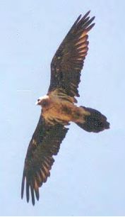 <p>Quebrantahuesos </p>