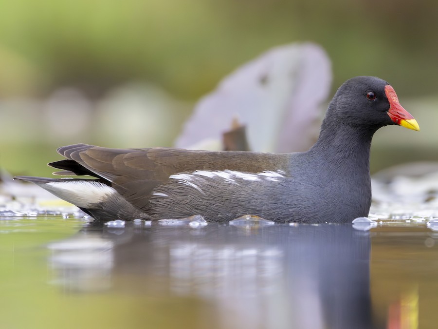 knowt flashcard image