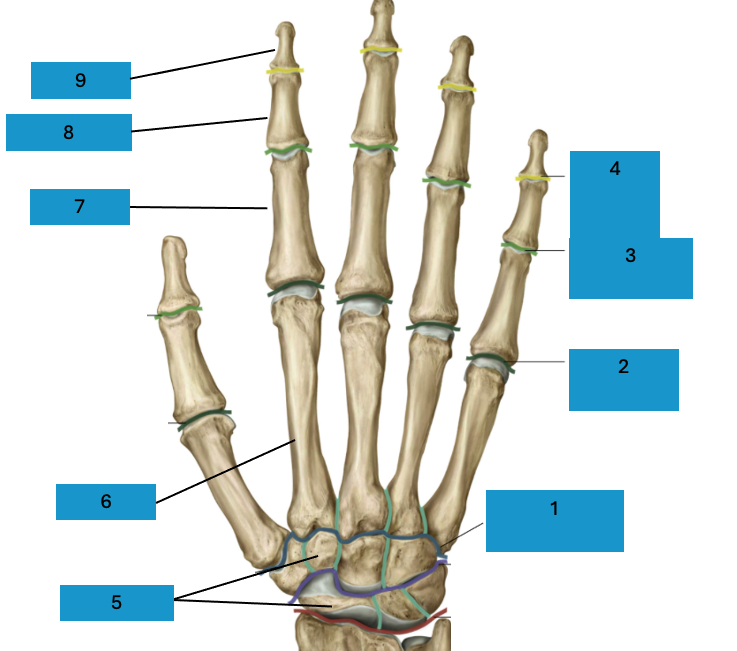 <p>Gewrichten en botten hand</p>