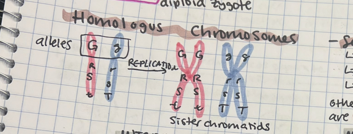 <p>G1 = homologous chromosome pairs from parents (not identical</p><p>S = sister chromatids are identical duplicated from 1 chromosome</p>