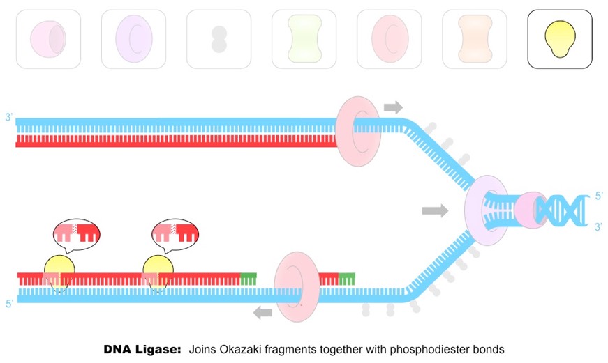 <p>DNA Ligase joins Okazaki fragments and the new DNA nucleotides (which replaced the RNA primers) to the rest of the strand with a phosphodiester bond (to join the backbones together) to form a continuous strand of DNA. </p>