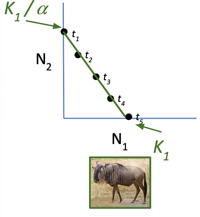 <ul><li><p>N2 = 0 —&gt; K1 = N1</p></li><li><p>N1 = 0 —&gt; K1 / α = N2</p></li></ul><p></p>