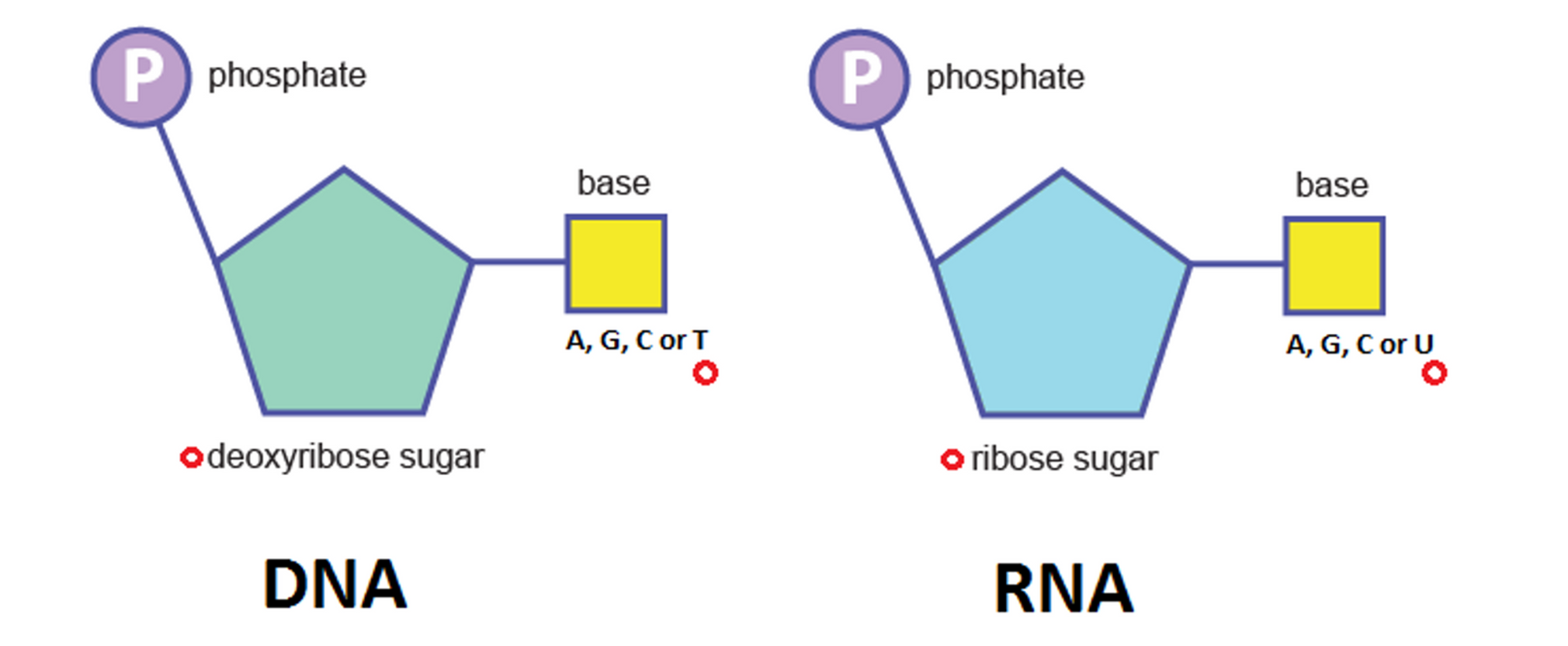 <p>Name of RNA sugar</p>