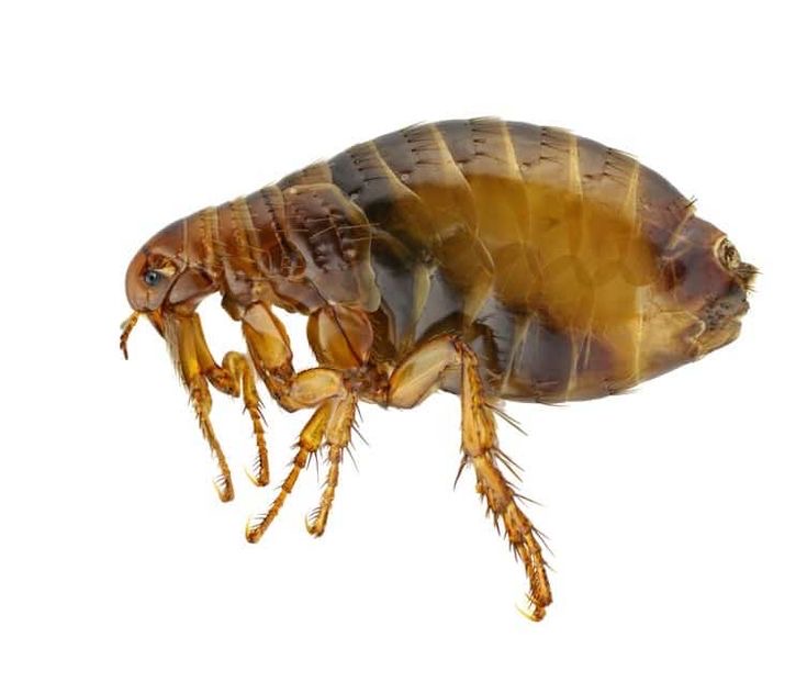 <p>Flea</p>