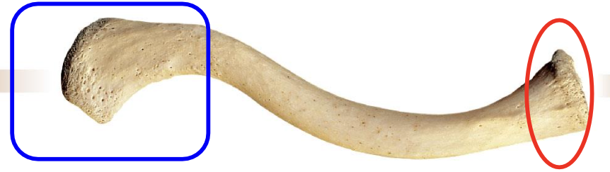 <p>Clavicles have two ends </p>