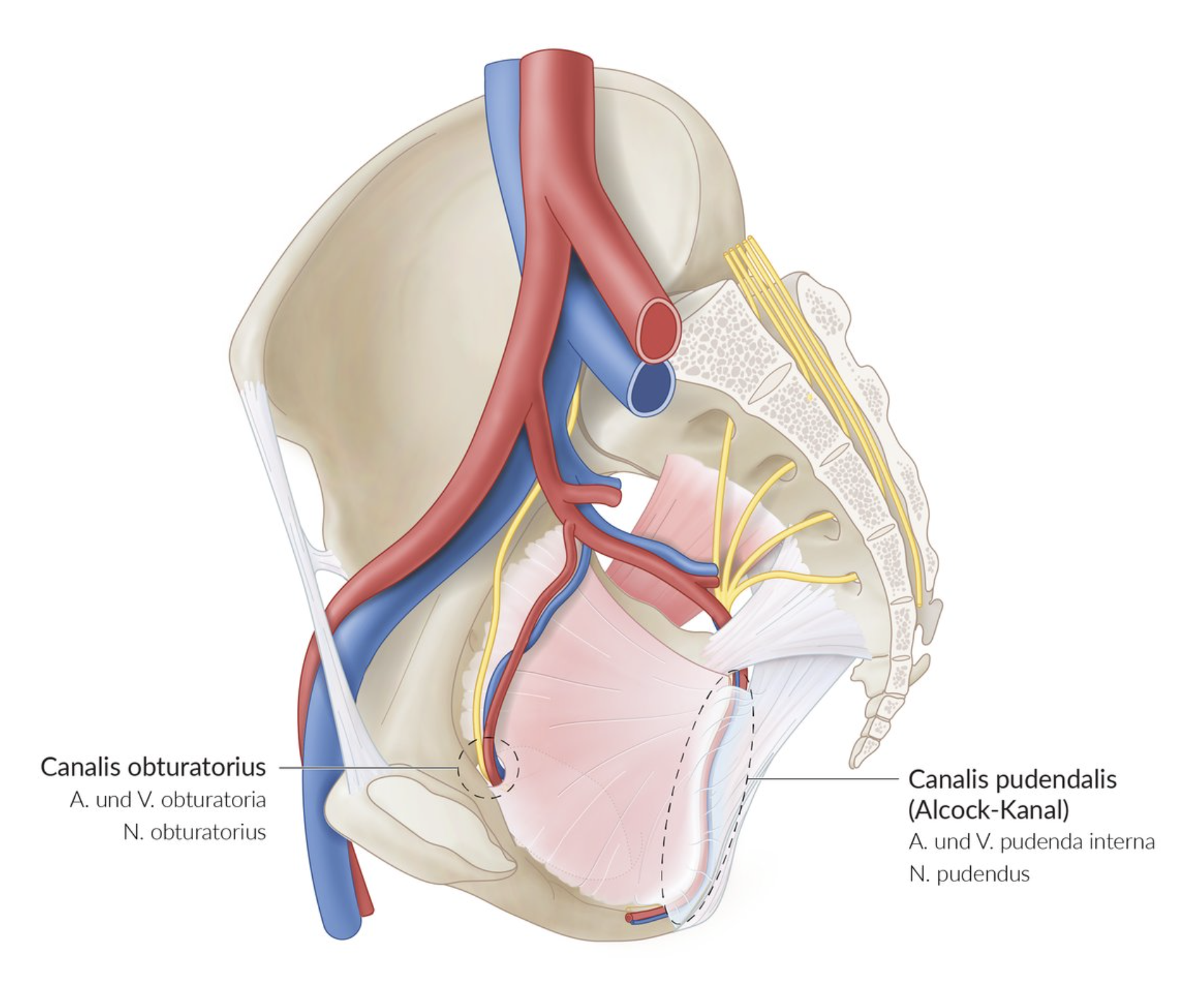 <p>A. Internal pudendal artery (A. pudenda interna)</p>