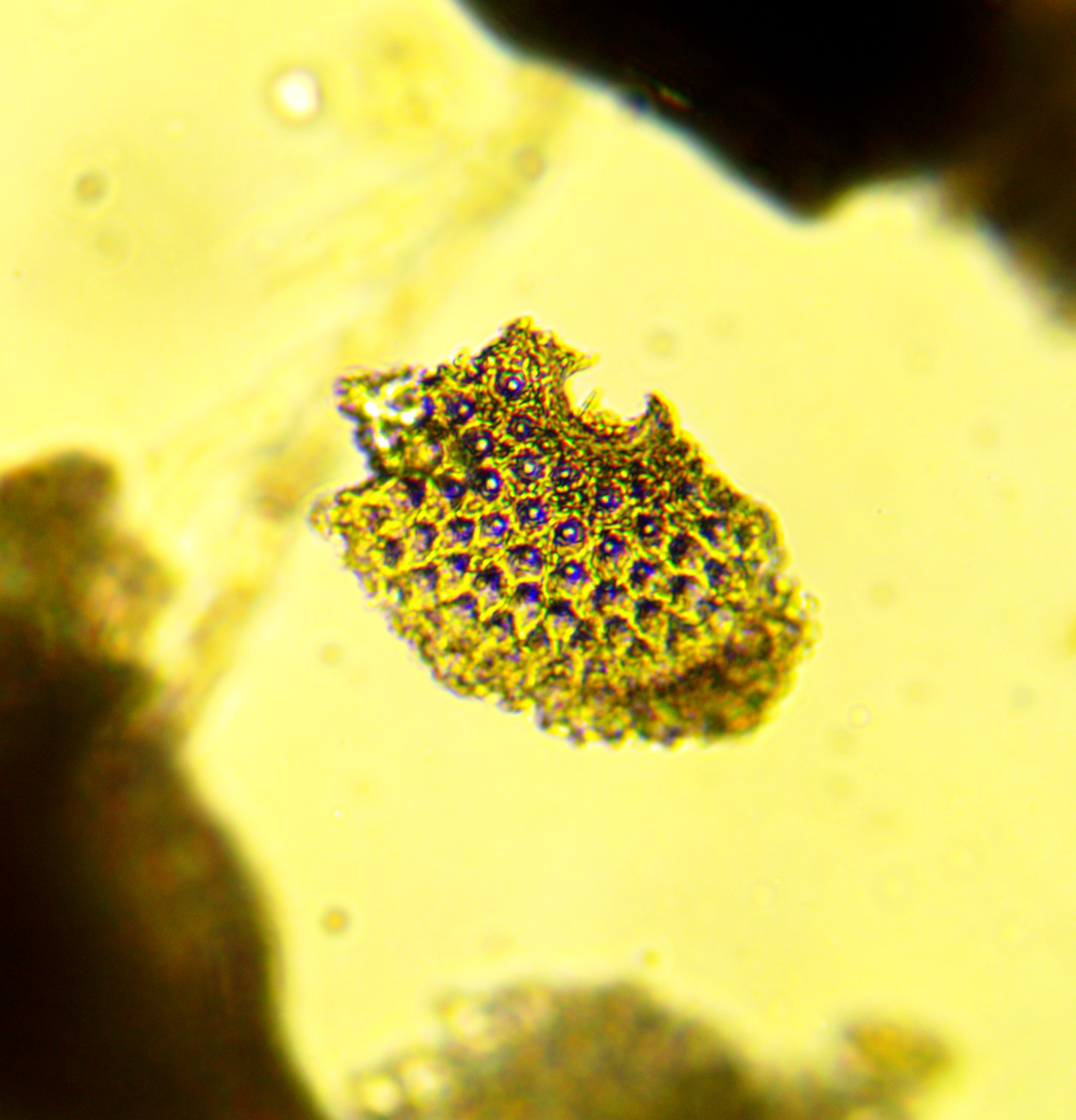 <p>This organism (phylum Foraminifera) produces a _______ test.</p><ul><li><p>Calcerous</p></li><li><p>Siliceous</p></li><li><p>Glass</p></li><li><p>Chloroplast</p></li></ul><p></p>