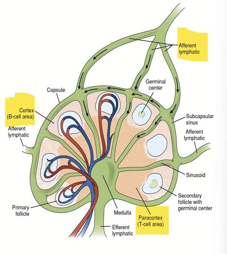 <ul><li><p>Lymph Nodes are located along lymphatic ducts, especially near joints and where arms and legs join the body</p></li></ul><p>Lymph fluid, with white blood cells and germs, flows into the lymph node through the afferent vessel.</p><ul><li><p>B lymph/cells cluster in round "follicles" in the outer part of the node (the cortex).</p></li><li><p>T cells are found mostly in the middle zone of the node (paracortex).</p></li></ul><p></p>