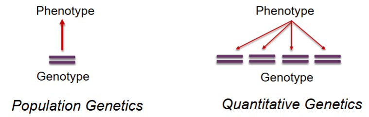 <p>Population is a bottom-up approach (Genotype→phenotype), qualitative is a top-down approach (phenotypes→genotype)</p>
