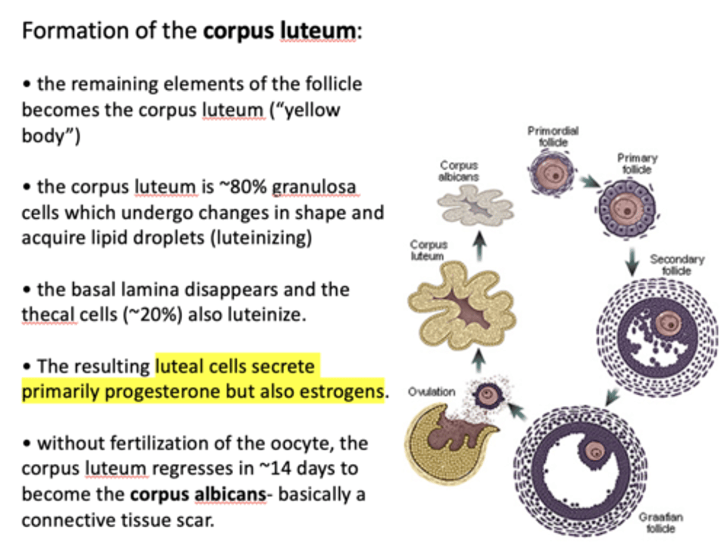 <p>thecal cells</p>