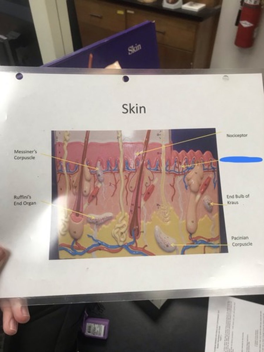 <p>Label the structure covered in blue ink and give a function</p>