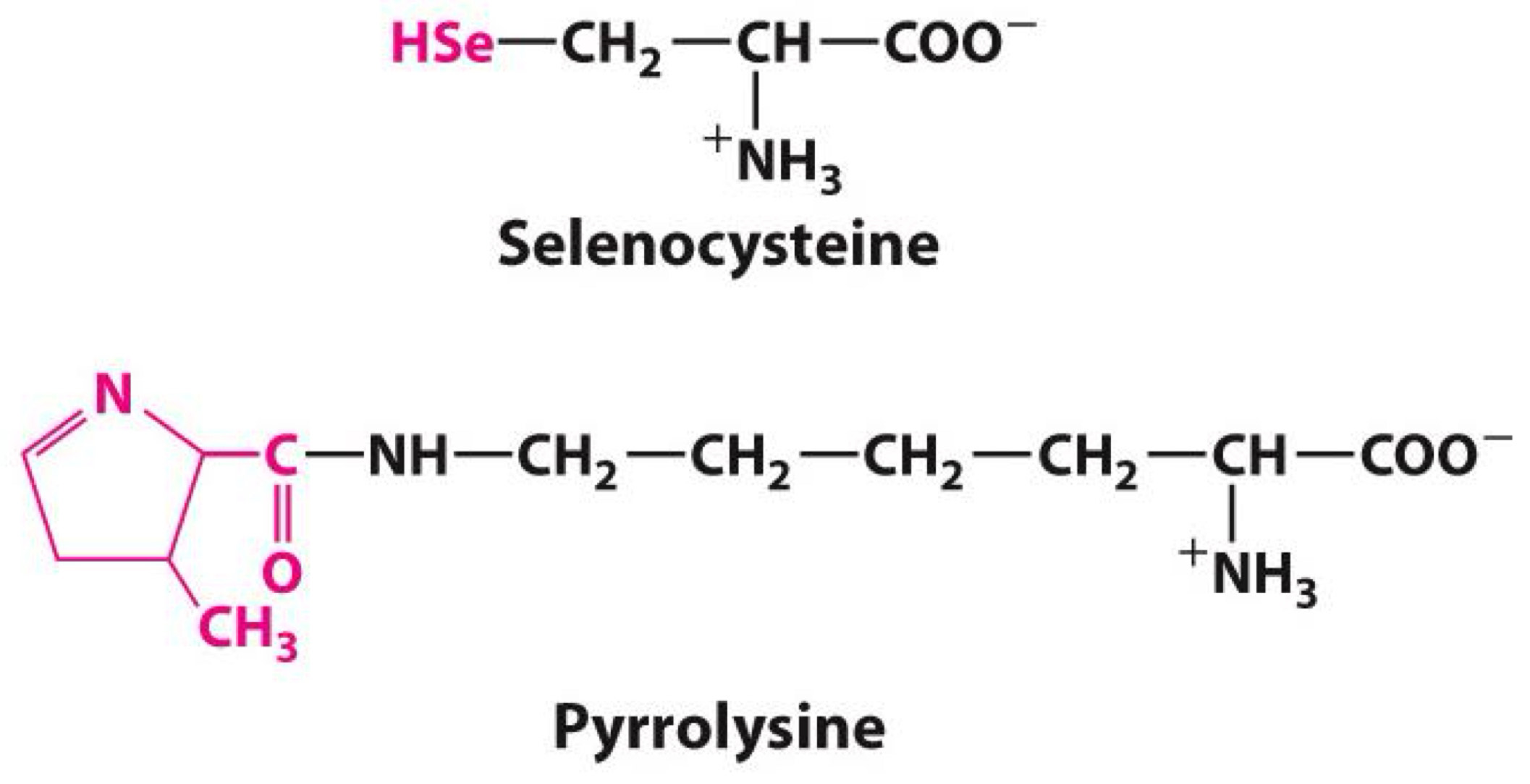 <p><span>Selenocysteine</span><br><span>Pyrrolysine</span><br><span data-name="black_medium_square" data-type="emoji">◼</span><span> Both encoded by DNA</span><br><span data-name="black_medium_square" data-type="emoji">◼</span><span> Both part of protein</span><br><span data-name="black_medium_square" data-type="emoji">◼</span><span> Not common</span></p>