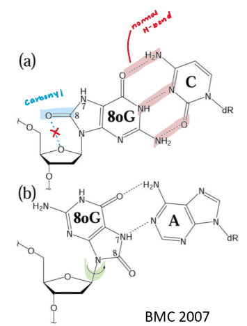 <p>reactive oxygen species damage DNA</p><ul><li><p>mitochondria = oxidative compartment → generates lots of energy via oxidative phosphorylation</p></li><li><p>hydroxyl (OH) radicals responsible for most damage</p></li><li><p>cells have defense system to destroy reactive oxygen species</p></li><li><p>eg. guanine → 8-oxo-guanine</p><ul><li><p>anti-conformation usually favoured </p></li><li><p>new steric clash b/w carbonyl + ribose oxygen = syn-conformation favoured</p><ul><li><p><span data-name="arrow_up" data-type="emoji">⬆</span> Hoogsteen base-pairing b/w G + A</p></li></ul></li><li><p>after replication → A-T pair</p></li></ul></li></ul><p></p>