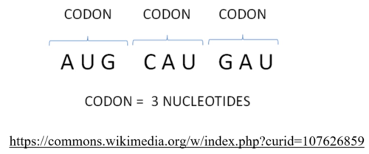 <p>codons</p>