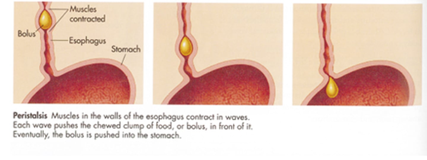 <p>Involuntary waves of muscle contraction that keep food moving along in one direction through the digestive system.</p>