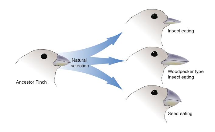 <p>Evolution/an increase or decrease of certain phenotypes over generations</p>