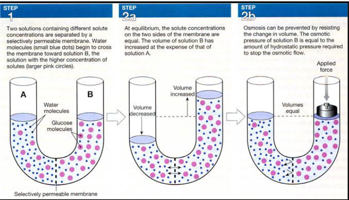 <ul><li><p><span style="font-family: sans-serif; color: #ffffff">Movement of water molecules across selectively permeable membrane from low to higher solute concentration</span></p></li><li><p><span style="font-family: sans-serif; color: #ffffff">Total solute concentration is osmotic pressure</span></p></li></ul><p></p>