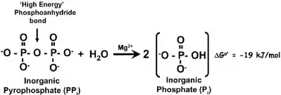 <p>pyrophosphate (ppi) </p><ul><li><p>the pyrophosphate can then be hydrolyzed into two inorganic phosphates (Pi)</p></li></ul><p></p>