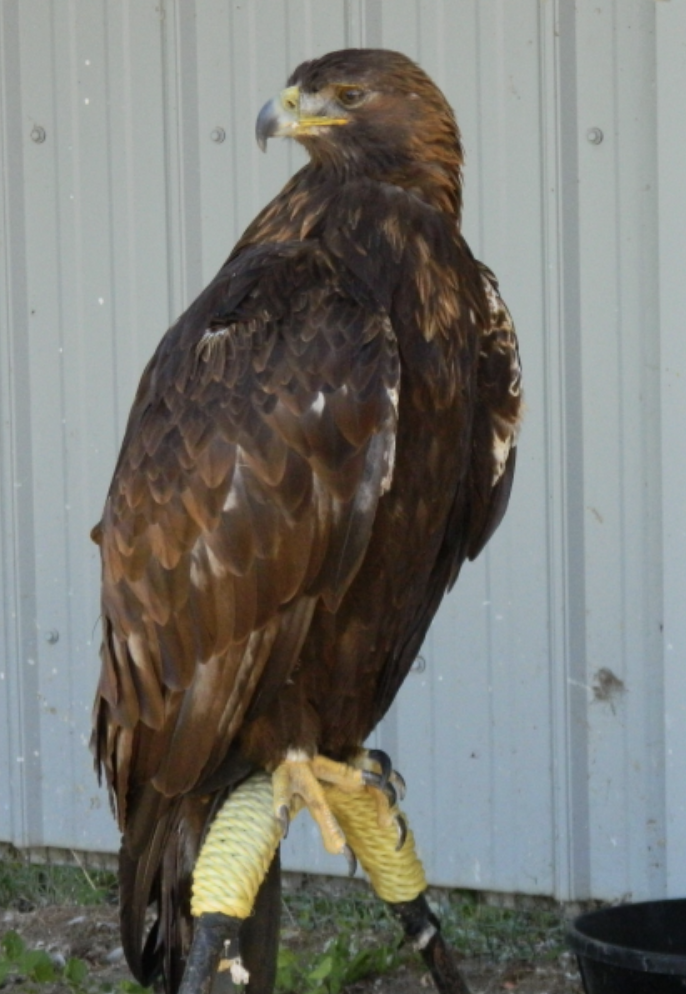 <p><span><span>eagle, golden eagle</span></span></p>