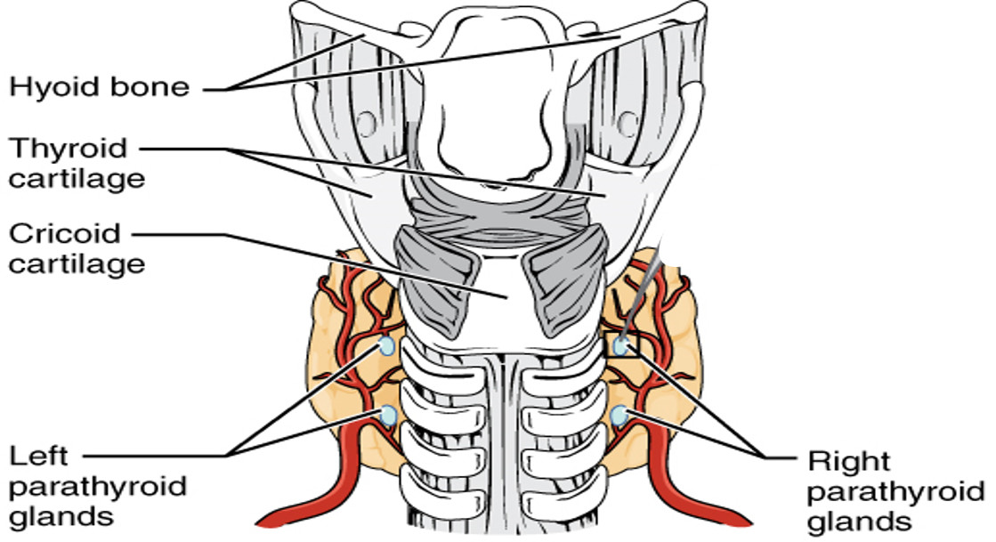 What is this and can you label it?