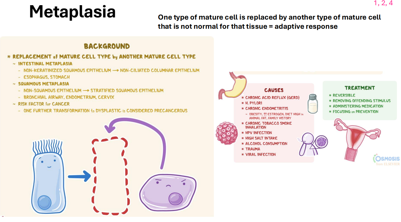 <p>Metaplasia</p>