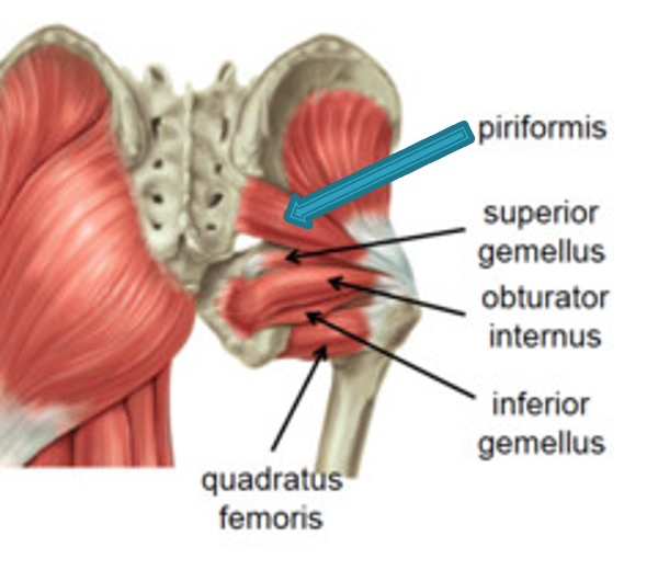 <p><strong>origin:</strong> 2nd-4th sacrum</p><p><strong>insertion:</strong> greater trochanter of femur</p><p><strong>innervation:</strong> branches of anterior rami of sacral nerve (S1-S2)</p><p><strong>action:</strong> -lateral rotation of extended tigh</p><p>-abduct flexed thigh</p><p>-steady femoral head in acetabulum (stabilizes hip joint)</p>