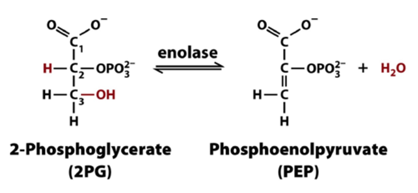 <p>Dehydration of 2-phosphoglycerate (2-phosphoglycerate to phosphoenolpyruvate)</p><p>Try to create a better phosphoryl donor</p><p>The loss of phosphate from 2-phosphoglycerate only creates a secondary alcohol with no stabilization, so phosphoenolpyruvate is used</p>