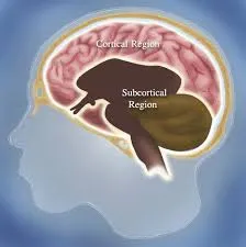 <p>cerebrum (cerebral cortex)</p>