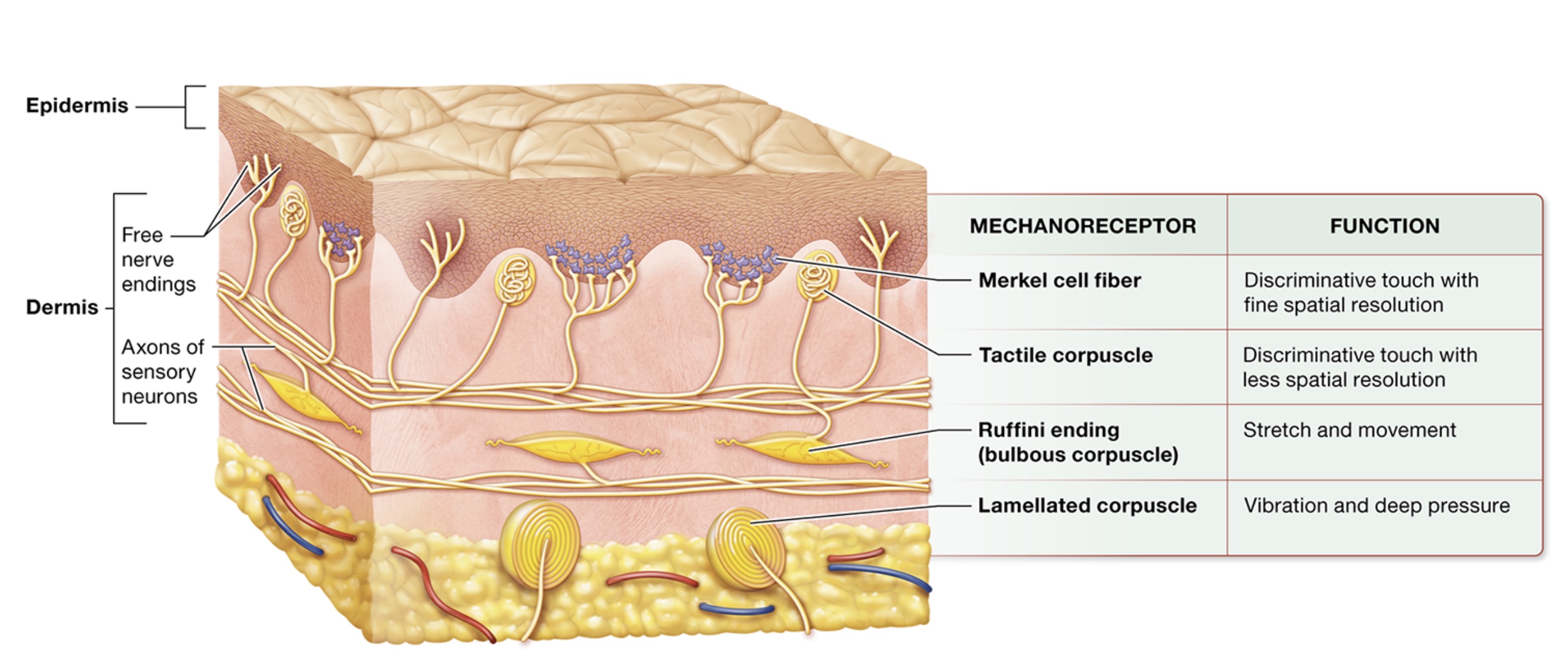 <p>mechanoreceptors</p>
