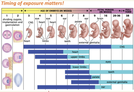 <p>Teratogens</p>