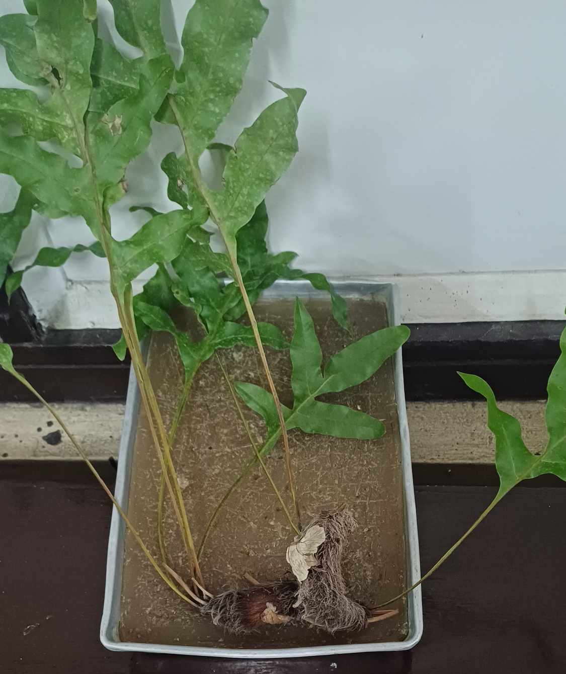 <p>Identify the:</p><p>Specimen used (Scientific and Common name)</p><p>Specialized leaf</p>