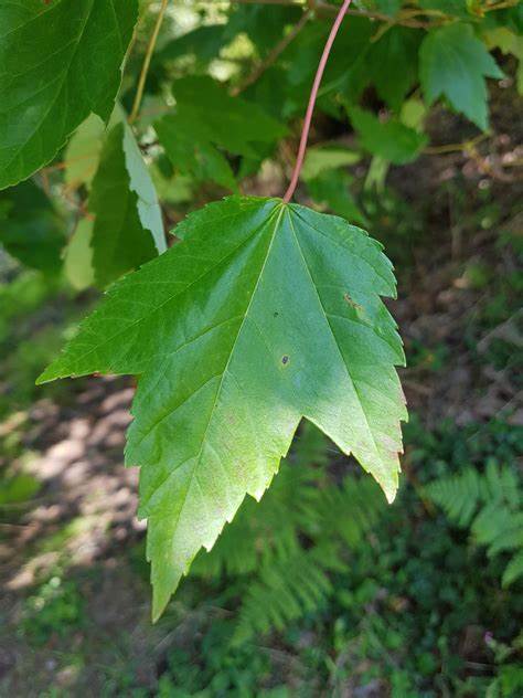 Swamp red maple