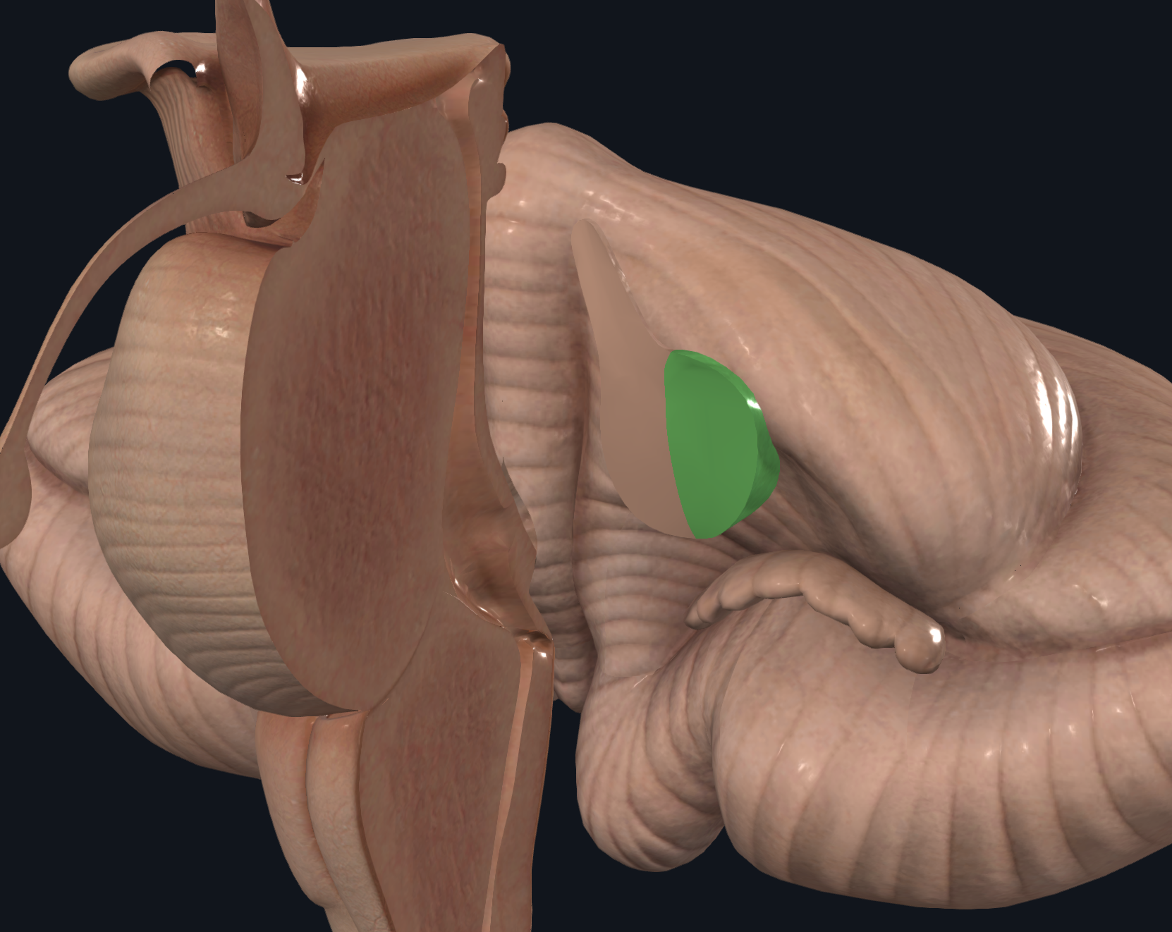 <p>Brazo pontino</p><ul><li><p>Conecta a la protuberancia con el cerebelo (Comunicación pontocerebelosa)</p><ul><li><p>Más importante</p><ul><li><p>Fibras para la coordinación motora voluntaria</p></li></ul></li></ul></li></ul><p>Principal vía aferente del cerebelo, sobre todo el neocerebelo</p><p></p>