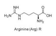 <p>Arg</p>