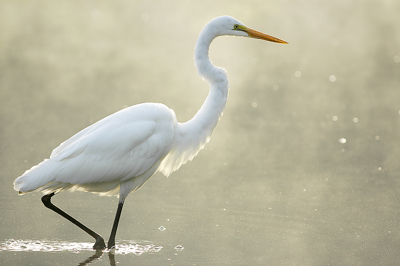 <p>What bird is this?</p>