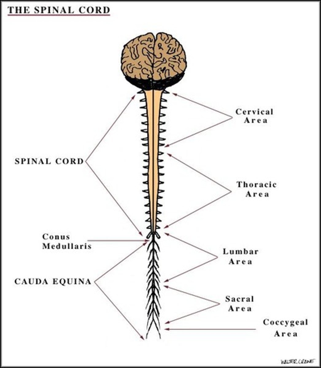 <p>It provides a connection between the brain and the PNS, running the length of the vertebral column.</p>