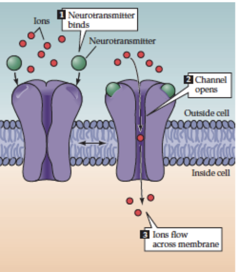 <p><strong>Receptor</strong>: <strong>Nicotinic ACh receptor (nAChR)</strong></p><ul><li><p>Transmembrane protein complex, <strong>5 subunits</strong> (2α subunits bind 1 ACh each)</p></li><li><p><strong>Location</strong>: NMJ & postganglionic cells of vertebrate autonomic NS</p></li><li><p><strong>Mechanism</strong>: ACh binding → <strong>direct opening of ligand-gated ion channels</strong> → rapid depolarization</p></li></ul><p></p>