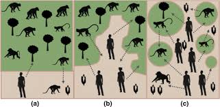 <p>a process during which a large expanse of habitat is transformed into a number of patches of a smaller total area, isolated from each other by a matrix of habitats unlike the original</p>